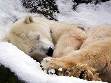 By 2100, loss of sea ice could impact polar bear populations By 2100, loss of sea ice could impact polar bear populations