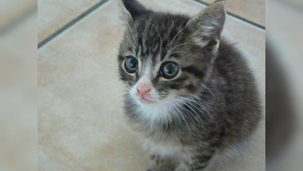 Kitty to the rescue: Homeless cat saves abandoned baby from freezing cold 