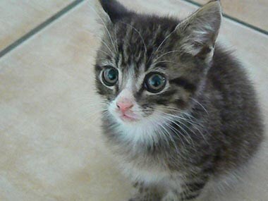 Kitty to the rescue: Homeless cat saves abandoned baby from freezing cold 