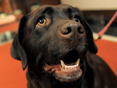 Dog fight: Two CISF dogs at Guwahati airport spark panic, ex-DGP complains Dog fight: Two CISF dogs at Guwahati airport spark panic, ex-DGP complains