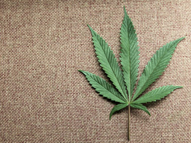 Bangalore oncologists want cannabis legalised to help fight cancer Bangalore oncologists want cannabis legalised to help fight cancer