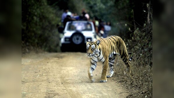 Good news: India's tiger population jumps 30% to 2,226, says the latest census