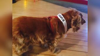 Baffled and afraid, Charlie Hebdo mascot Lila the spaniel, searches for her cartoonist friends