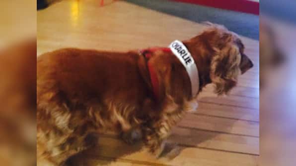 Baffled and afraid, Charlie Hebdo mascot Lila the spaniel, searches for her cartoonist friends