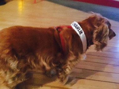 Baffled and afraid, Charlie Hebdo mascot Lila the spaniel, searches for her cartoonist friends Baffled and afraid, Charlie Hebdo mascot Lila the spaniel, searches for her cartoonist friends