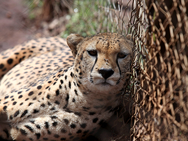 Cheetah reintroduction hits roadblock for want of funds Cheetah reintroduction hits roadblock for want of funds
