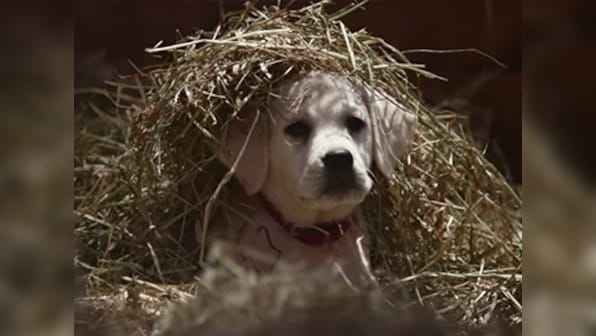 'Lost dog' Budweiser, 'Brady Bunch' Snickers win in high-stakes Super Bowl 2015 ad battle