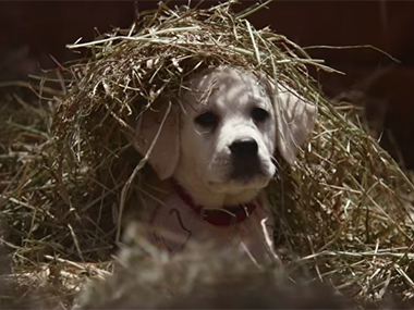 Watch: Budweiser's Super Bowl lost dog ad is too adorable