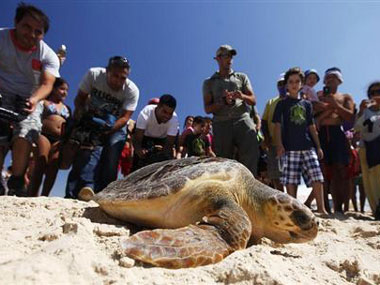 Fifth graders in US 3D print prosthetic leg for injured turtle Fifth graders in US 3D print prosthetic leg for injured turtle