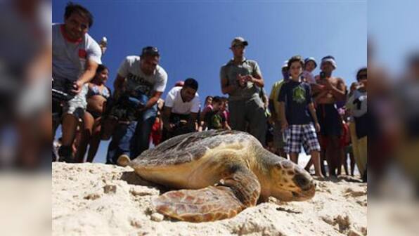 Fifth graders in US 3D print prosthetic leg for injured turtle