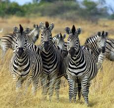 Mystery solved: Here's why Zebras have black and white stripes -Living