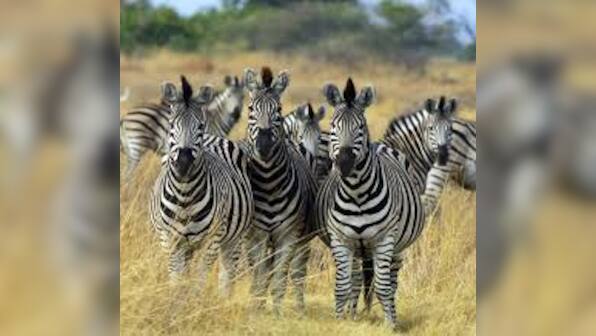 Mystery solved: Here's why Zebras have black and white stripes 