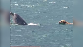 Dogs and dolphins and tigers oh my! Google's Android ad is breaking the Internet