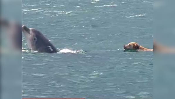 Dogs and dolphins and tigers oh my! Google's Android ad is breaking the Internet
