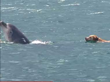 Dogs and dolphins and tigers oh my! Google's Android ad is breaking the Internet Dogs and dolphins and tigers oh my! Google's Android ad is breaking the Internet