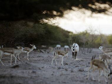 How UAE's 'Arabian Ark' on a desert island saved wildlife from extinction