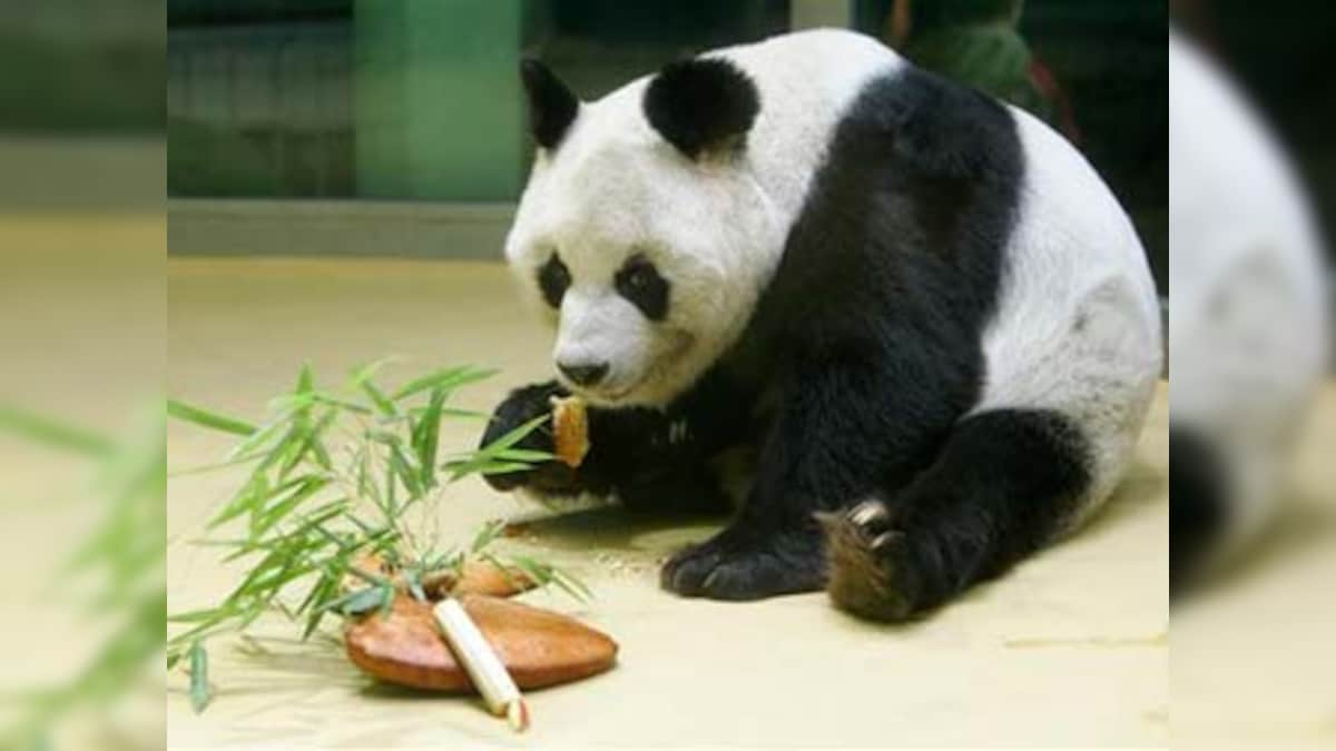 Giant panda population goes up to over 1900: Survey