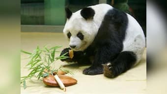 Giant panda population goes up to over 1900: Survey