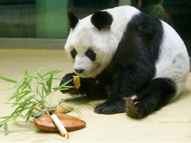 Giant panda population goes up to over 1900: Survey Giant panda population goes up to over 1900: Survey