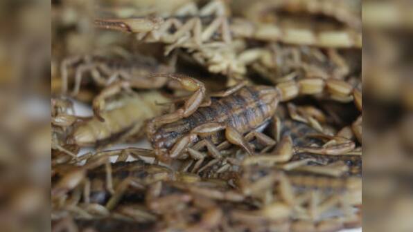 Scorpion stings woman on US airplane delaying flight