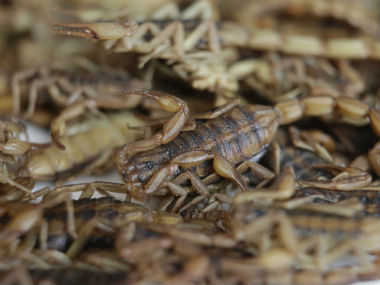 Scorpion stings woman on US airplane delaying flight Scorpion stings woman on US airplane delaying flight