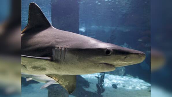 Japanese tourist dies in Australia after shark bites off both his legs 