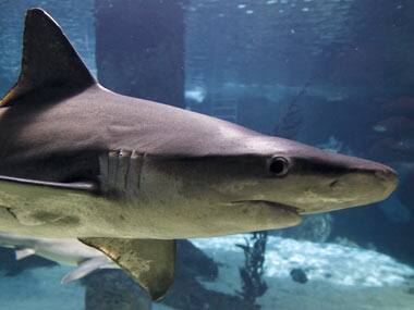 Japanese tourist dies in Australia after shark bites off both his legs 