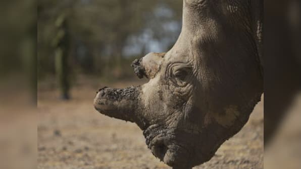 Last five remaining: For Kenya's northern white rhinos, extinction is inevitable