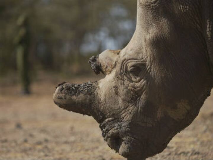 Last five remaining: For Kenya's northern white rhinos, extinction is inevitable