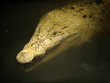 Misunderstood reptiles? Crocodiles just wanna have fun, says new study Misunderstood reptiles? Crocodiles just wanna have fun, says new study