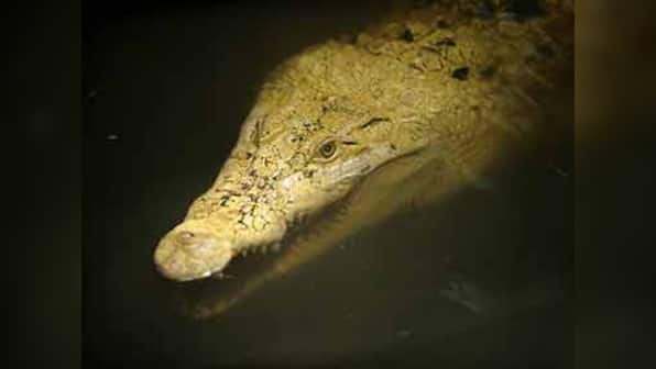 Misunderstood reptiles? Crocodiles just wanna have fun, says new study