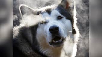 Brazilian player hospitalised after police dog bites him during game