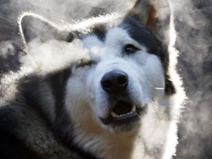 Dog dialysis attempted at govt hospital in Kolkata sends ministers in a tizzy