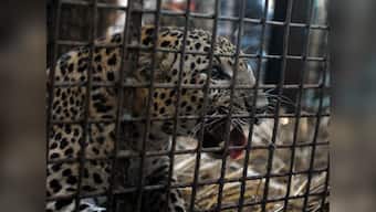 Tamil Nadu: One more leopard trapped in Kodanad