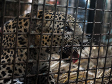 Tamil Nadu: One more leopard trapped in Kodanad Tamil Nadu: One more leopard trapped in Kodanad