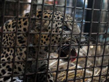 Tamil Nadu: One more leopard trapped in Kodanad