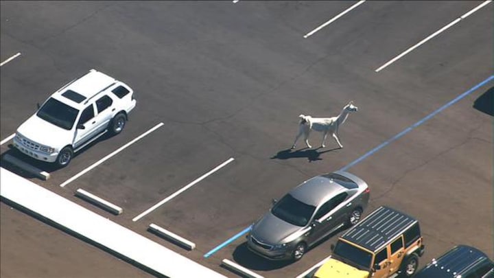 Llamas on the run: Newest toast on social media