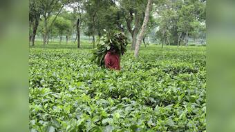Tea workers in Jalpaiguri protest, demand immediate wage revision
