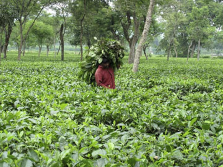 Tea workers in Jalpaiguri protest, demand immediate wage revision