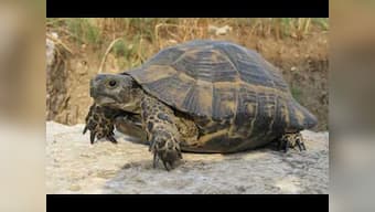 Youth held for clicking pictures while standing on a tortoise