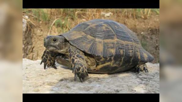 Youth held for clicking pictures while standing on a tortoise
