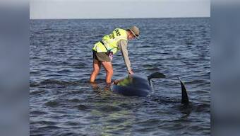NZL rescue workers struggle to save 200 whales stranded on beach