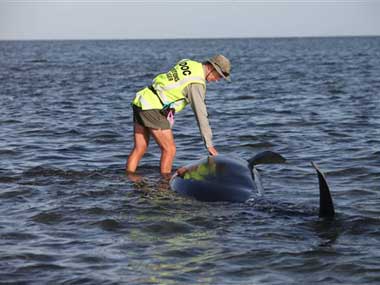 NZL rescue workers struggle to save 200 whales stranded on beach NZL rescue workers struggle to save 200 whales stranded on beach
