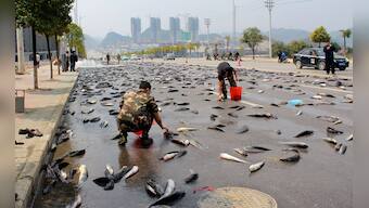 Fish! Chinese city's streets filled with hundreds of catfish after accident