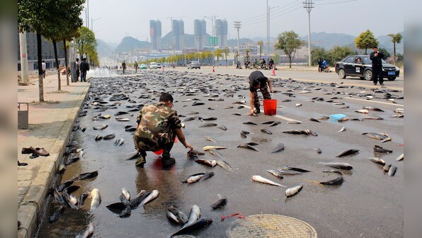 Fish! Chinese city's streets filled with hundreds of catfish after accident