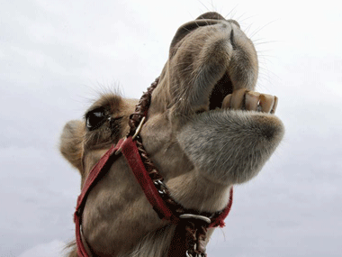 Dairy giant Amul now plans to market camel milk in India Dairy giant Amul now plans to market camel milk in India