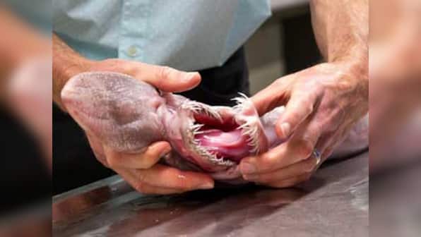 Scientists find rare living fossil: 'Alien of the deep' goblin shark