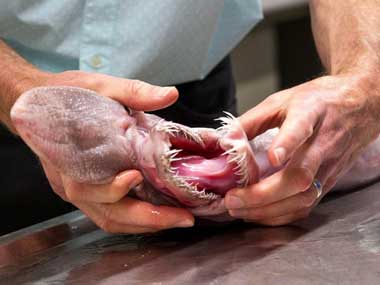 Scientists find rare living fossil: 'Alien of the deep' goblin shark Scientists find rare living fossil: 'Alien of the deep' goblin shark
