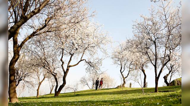 From tree blossoms to snow: First day of Spring from around the world ...