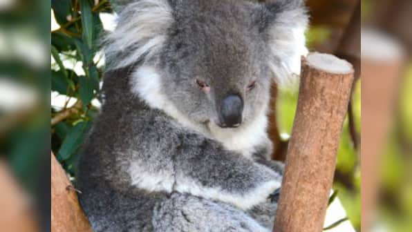 In Australia, over 700 starving Koalas killed; authorities blame overpopulation